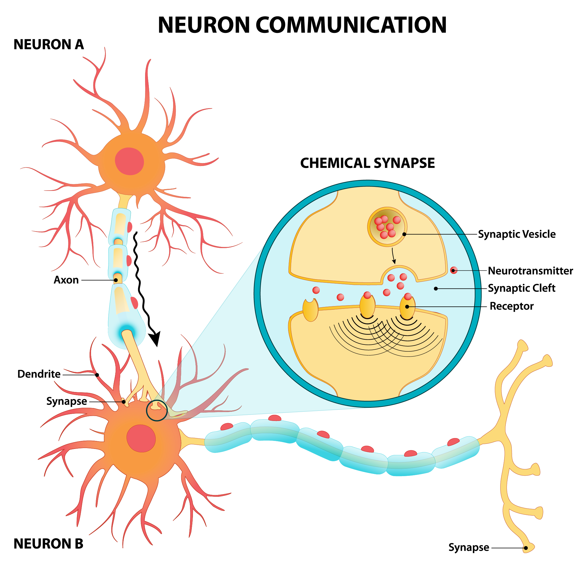 How Fast Do Neurons Transmit Information In Mph